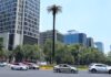 El domingo retirarán palma emblemática en Paseo de la Reforma