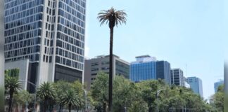 El domingo retirarán palma emblemática en Paseo de la Reforma