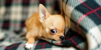 Chihuahua le dio al mundo la raza de perro más pequeña: el origen y significado de su nombre