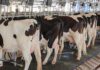 Agricultura y productores de leche impulsan estrategias para garantizar productividad y abasto