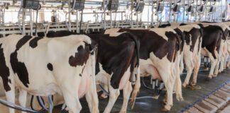 Agricultura y productores de leche impulsan estrategias para garantizar productividad y abasto