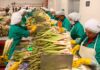 México registra superávit agroalimentario de mi 558 mdd, en primer bimestre de 2022