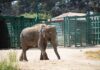 Muere Tammy; la elefanta del parque ecológico de Zacango