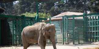 Muere Tammy; la elefanta del parque ecológico de Zacango