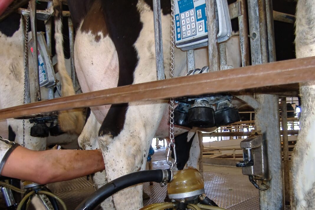 Aumentará en 80 centavos por litro, el precio de garantía de la leche fresca: Sader