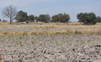 Abandonadas, unas 25 mil hectáreas de riego en Tlaxcala