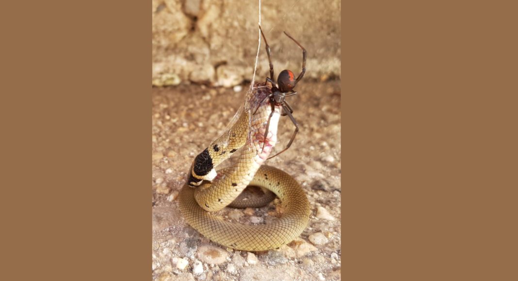 ¿Apetito de araña? Los insectos que devoran serpientes de 30 veces su tamaño